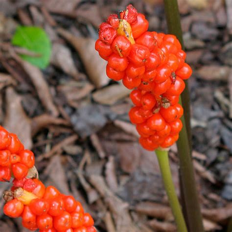 Italian arum - FineGardening