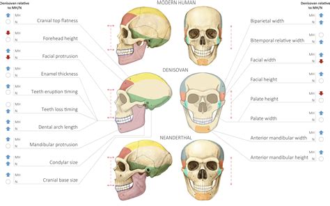 Decoding Denisovans Using DNA