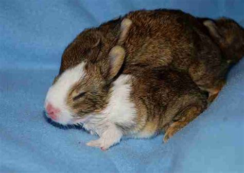 These Baby Bunny Hybrids Are 100% Adorable - The Dodo