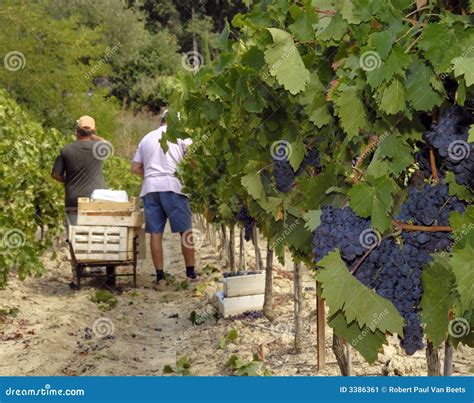 Wine grapes harvest stock image. Image of handwork, harvest - 3386361