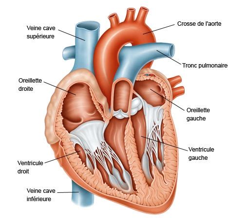 Après un infarctus du myocarde - EurekaSante.fr par VIDAL