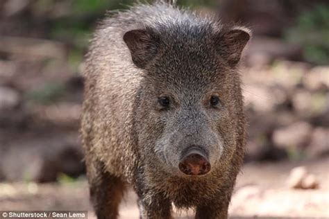 South American cuckoos mimic teeth chattering of wild hogs | Daily Mail Online