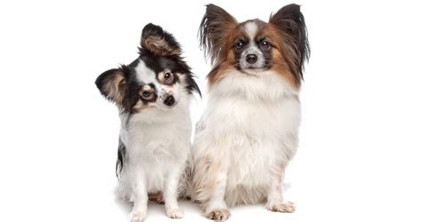 Papillon Weight Chart | Papillon Puppy Size & Growth Chart