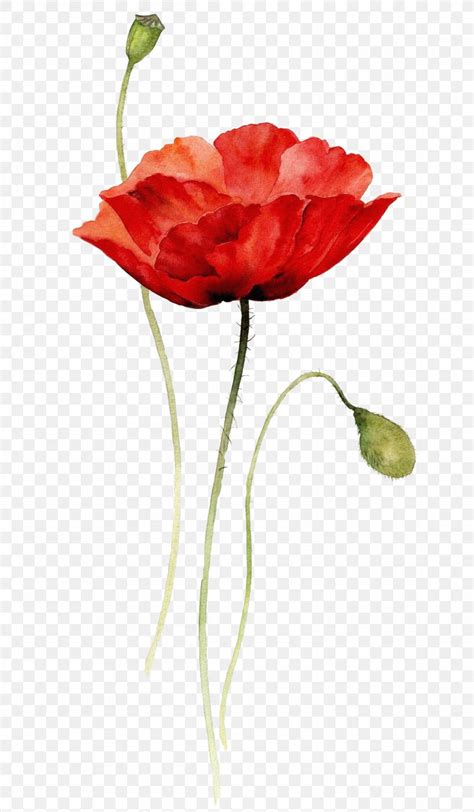 Poppies Watercolor Painting Paper Drawing, PNG, 2206x3780px, Poppies ...