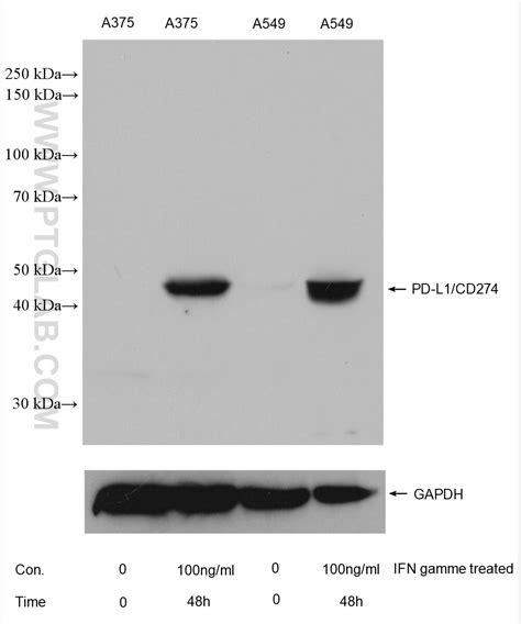 PD-L1/CD274 Antibody (66248-1-IG)