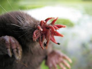 star-nosed-mole-1 | gordonramsaysubmissions | Flickr