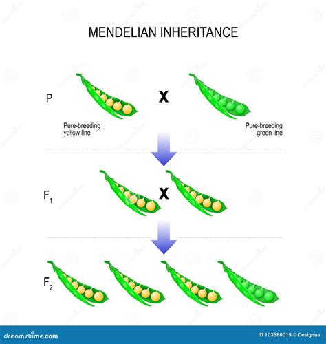 herencia mendeliana modelo de las leyes del s de mendel ilustración | My XXX Hot Girl