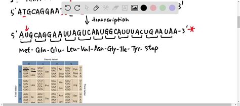 SOLVED: 2. Now, draw the DNA molecule below (including the 5' overhanging region) using the ...