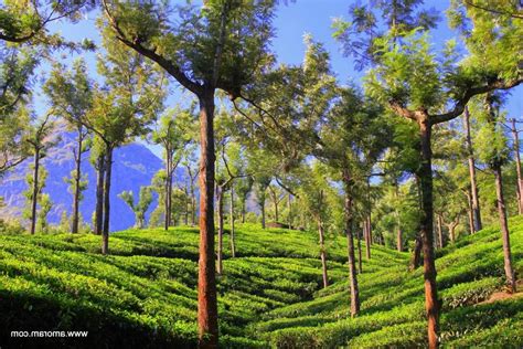 Ooty tea gardens photos