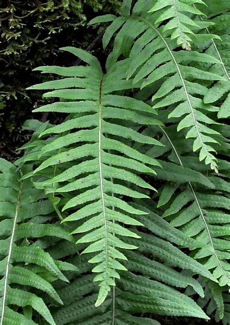 Polypodium – Flora of Eastern Washington and Adjacent Idaho