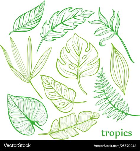 Tropical Leaf Outline