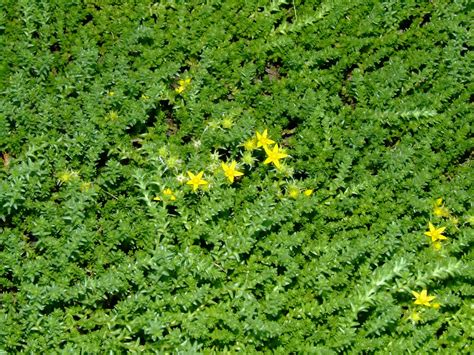 The Full Circle Gardener: Plant of the Week: Sedum