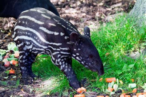 Video: Endangered baby tapir plays with his father