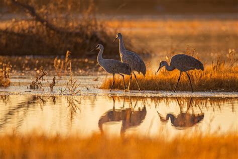 Sunrise at the Bosque Del Apache by Tam Le / 500px