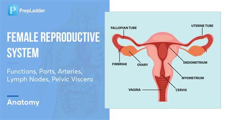 Human Female Reproductive System Parts And Functions