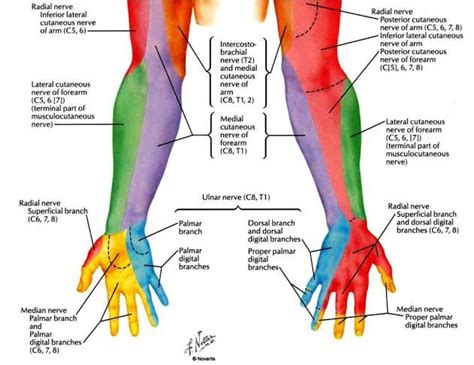 Dermatome of Upper Limb | Human body anatomy, Radial nerve, Muscle and nerve