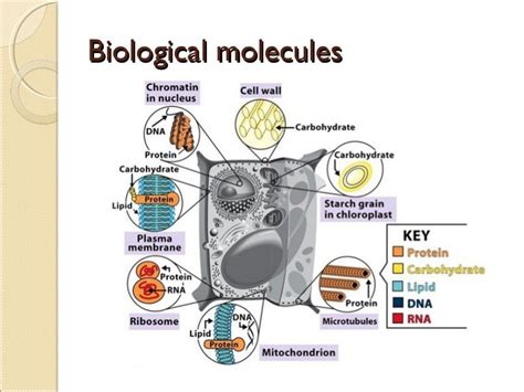 Biological Molecules Structure