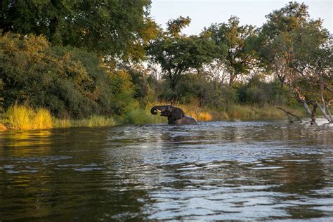 Enjoy Zambia Luxury Safari Tours and Holidays: Opulent Routes