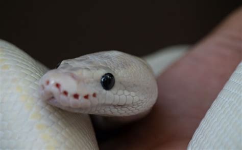 Blue Eyed Leucistic Ball Python: BEL Morph Care Sheet