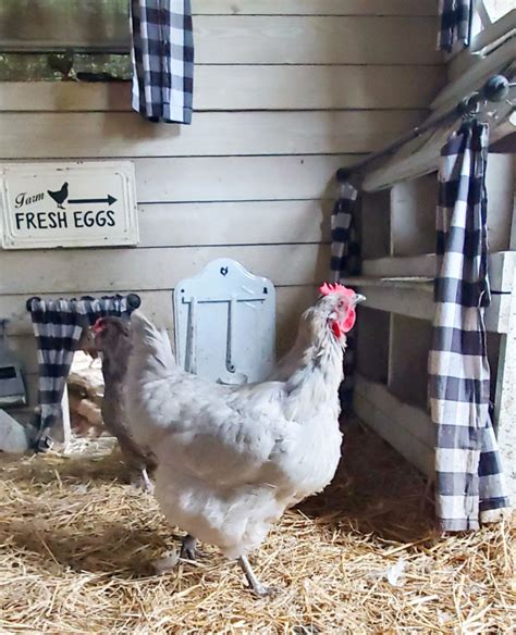 All about Chicken Coop Nesting Boxes - Fresh Eggs Daily® with Lisa Steele