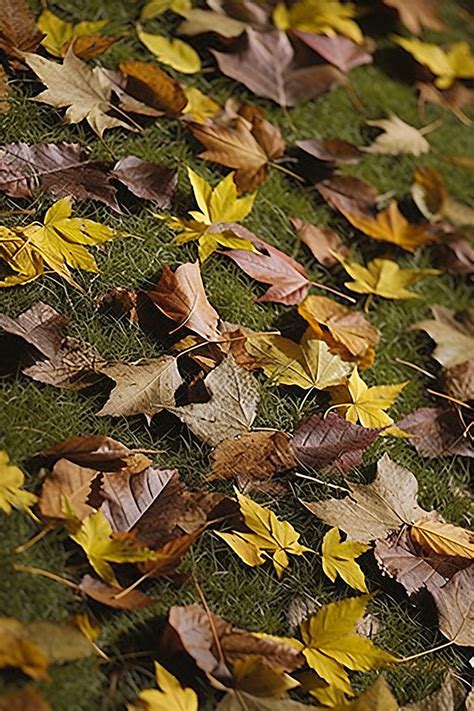 Autumn Leaves Background Wallpaper Image For Free Download - Pngtree