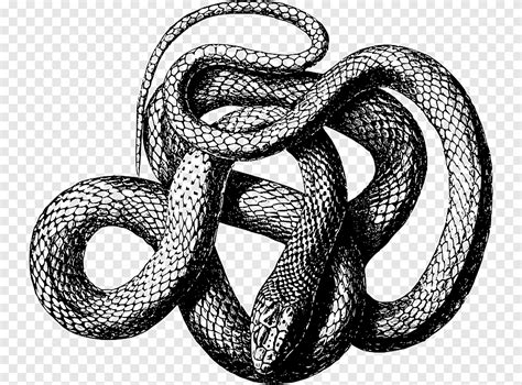 Skala węża Czarna mamba, wąż, Zwierząt, czarny i biały png | PNGEgg
