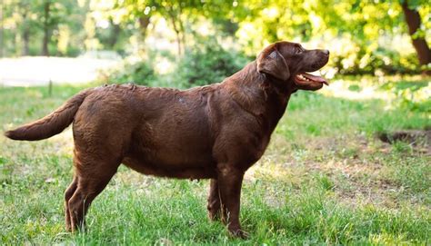 Top 100 Chocolate Lab Names for Brown Retrievers | My Pet's Name