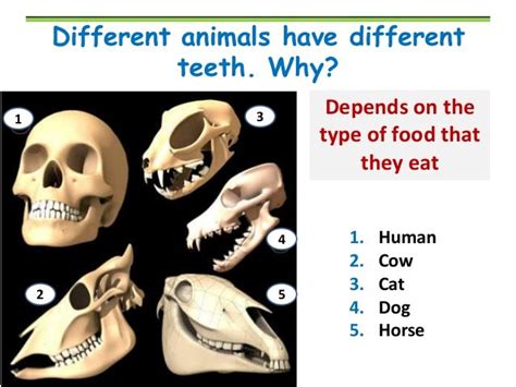 Teeth