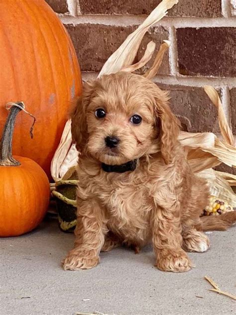 Goldendoodles - Teacup Goldendoodle puppies - Precious Doodle Dogs | Goldendoodle puppy, Super ...