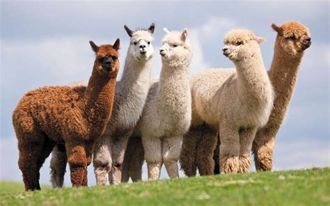 Munablom: ALPACA & BABY ALPACA