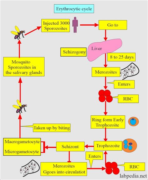 Life Cycle Of Malaria Parasite Ppt