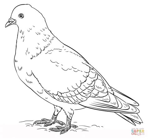 Pigeon Coloring Pages