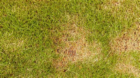 Reasons Why Your Lawn Might Look Rusty Orange Instead of Green - Global ...