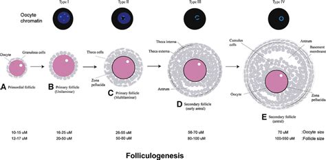 Summary of oocyte growth and folliculogenesis. Oocyte and follicle... | Download Scientific Diagram