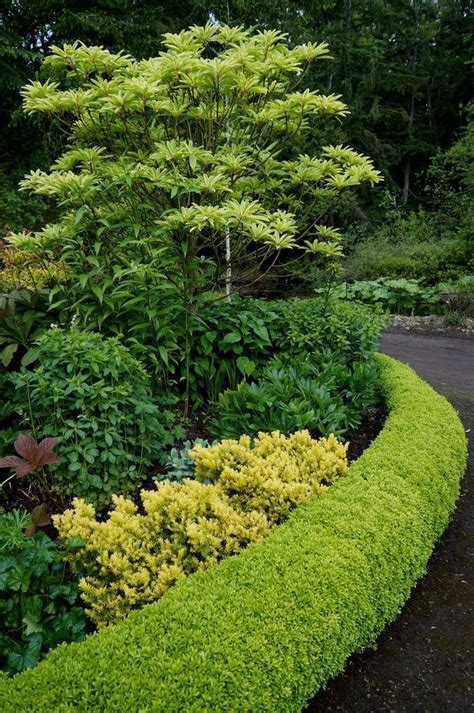 Buxus hedge with Taxus, Daphniphyllum | Outdoor landscaping, Garden design, Dream garden