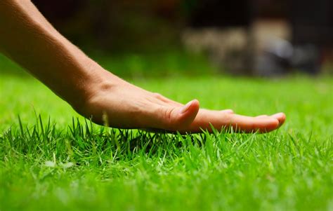 The Easiest Turfgrass to Grow for Homeowners Without a Green Thumb