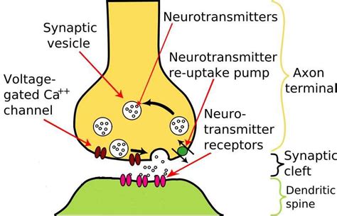 Main actors of a chemical synapse. The arrival of an action potential... | Download Scientific ...