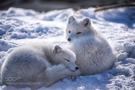 500px Blog » » 30 Adorable Photos Of Foxes In The Snow