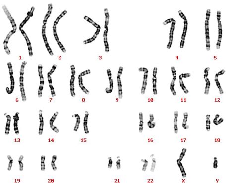 An International System For Human Cytogenetic Nomenclature 2009 download free - helperessentials