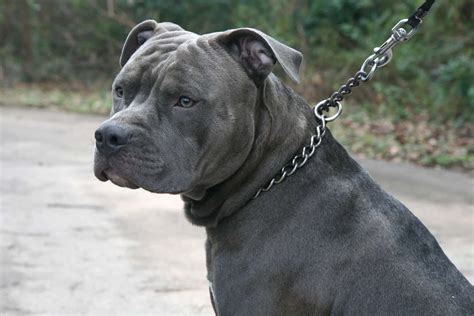 Bulldog Pitbull Mix Breed Guide