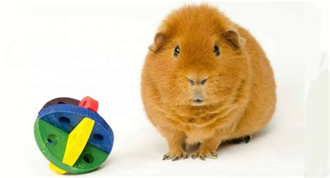 Best Guinea Pig Chew Toys For Keeping Their Teeth Healthy