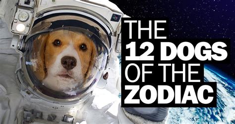 The 12 Dogs Of The Zodiac…– Moshiqa Store