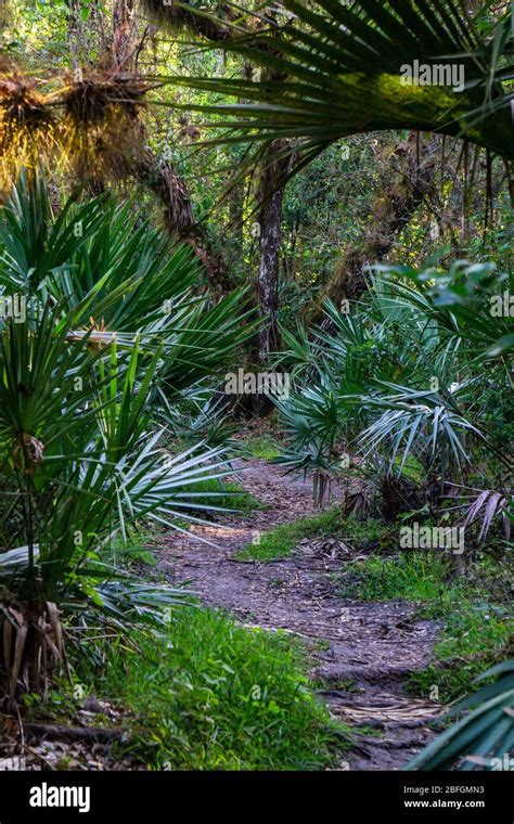 Hiking trail in Florida woods at Halpatiokee Regional Park, Stuart, Florida, USA Stock Photo - Alamy