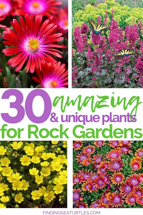 Rock Garden Annual Flowers - Garden Design Ideas