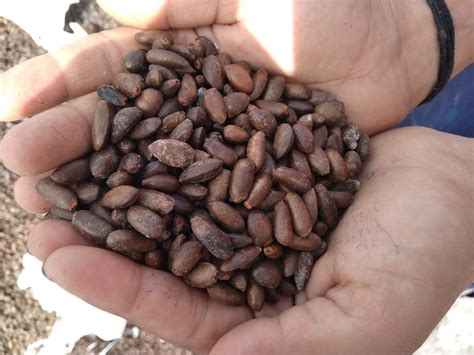 jovaki Natural Custard Apple Seeds, Packaging Type: Cottan Bag, Packaging Size: 30 kg at Rs 60 ...