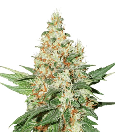 OG Kush Feminized Seeds | Legendary Quality | Crop House