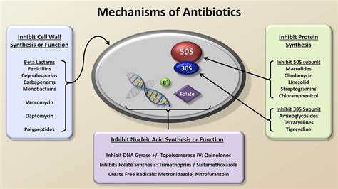 Mechanisms and Classification of Antibiotics (Antibiotics - Lecture 3) - YouTube