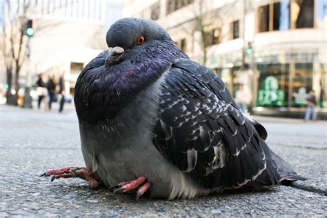 A fat pidge ♡♡♡ Pigeon Funny, Cute Pigeon, Pigeon Pose, Fat Animals ...