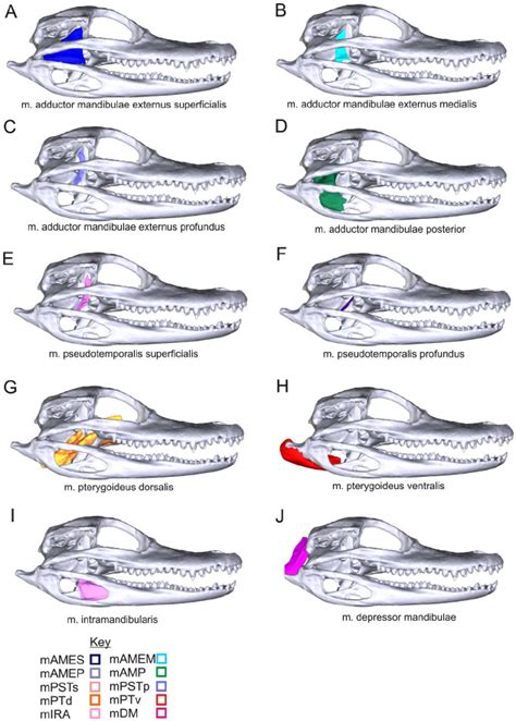 Individual jaw muscles and their attachments in Alligator... | Download ...