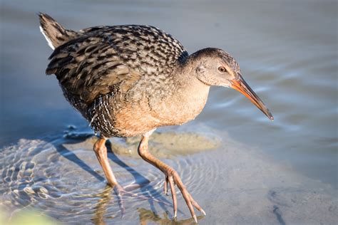 Ridgway's Rail | Audubon Field Guide